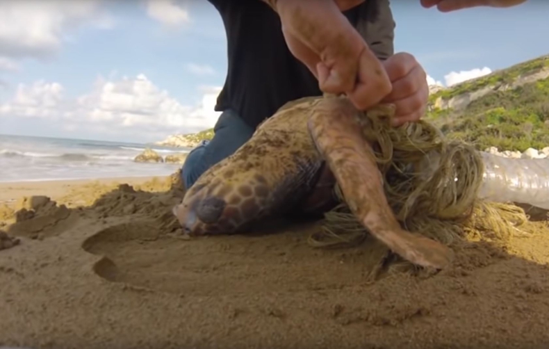 Morski żółw miał przywiązaną plastikową butelkę. Nie mógł się ruszać (wideo) - GospodarkaMorska.pl