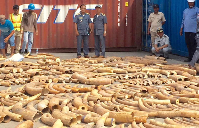 Kambodża: Skonfiskowano ponad 3 tony kości słoniowej - GospodarkaMorska.pl