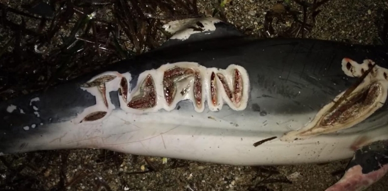 Martwy delfin z wyrytym imieniem - GospodarkaMorska.pl