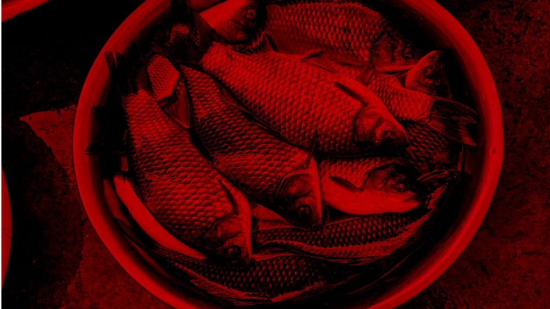 Resort rolnictwa odpowiada fundacji Viva! ws. wytycznych dot. przenoszenia żywych ryb (wideo) - GospodarkaMorska.pl