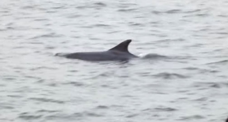 Nietypowy ssak w Bałtyku. Zobacz film (wideo) - GospodarkaMorska.pl