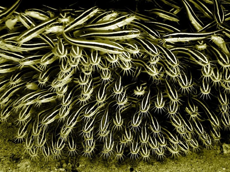 Określono nowe gatunki inwazyjne groźne dla środowiska UE - GospodarkaMorska.pl