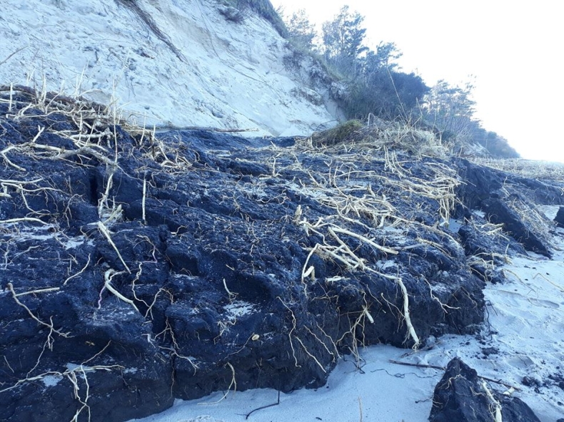 Bałtyk odsłonił szczątki pradawnego lasu (foto) - GospodarkaMorska.pl
