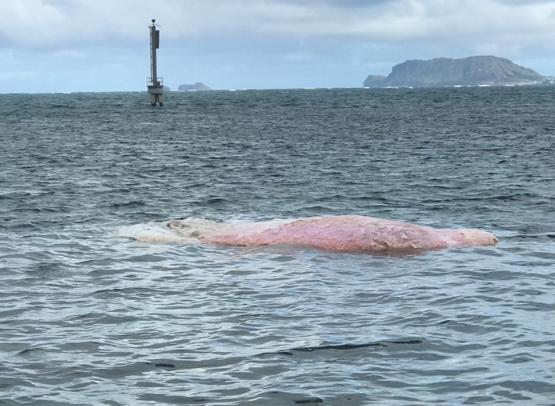 Martwy kaszalot od miesiąca dryfuje u wybrzeży Hawajów (wideo) - GospodarkaMorska.pl