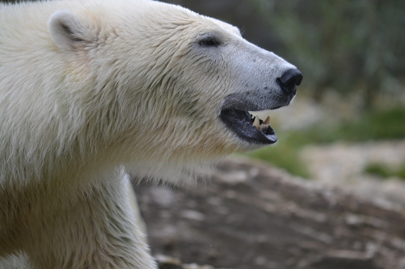 Rosja: Stan nadzwyczajny na Nowej Ziemi z powodu najścia białych niedźwiedzi (wideo) - GospodarkaMorska.pl
