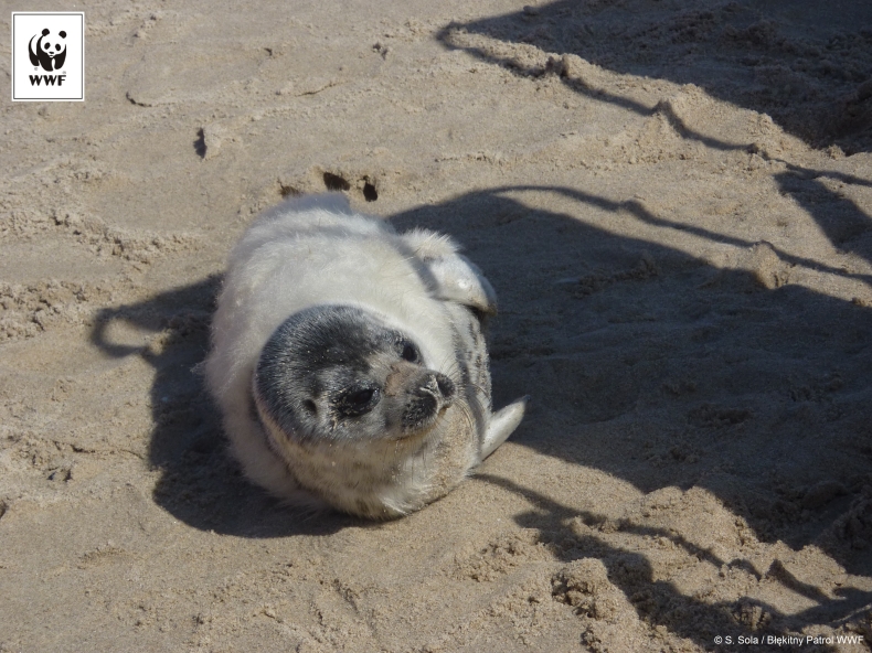 Skarby bałtyckiej przyrody w zasięgu naszego wzroku - GospodarkaMorska.pl