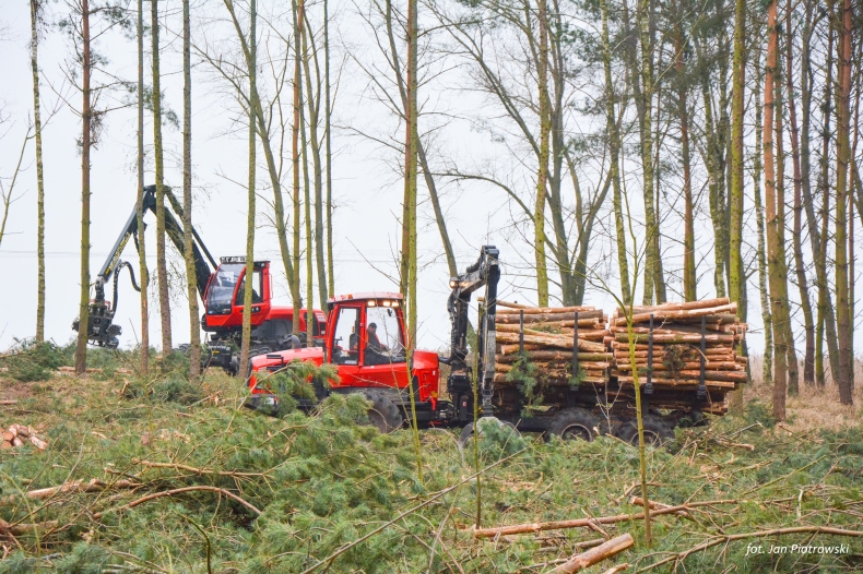 Do 28 lutego potrwa wycinka lasu w związku z przekopem przez Mierzeję Wiślaną (foto) - GospodarkaMorska.pl