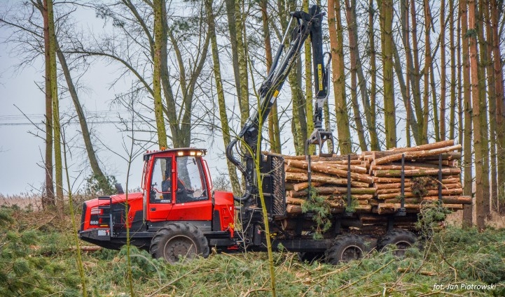 Pomorski Urząd Marszałkowski: Wycinka drzew na Mierzei Wiślanej nie ma zgody na płoszenie zwierzyny - GospodarkaMorska.pl