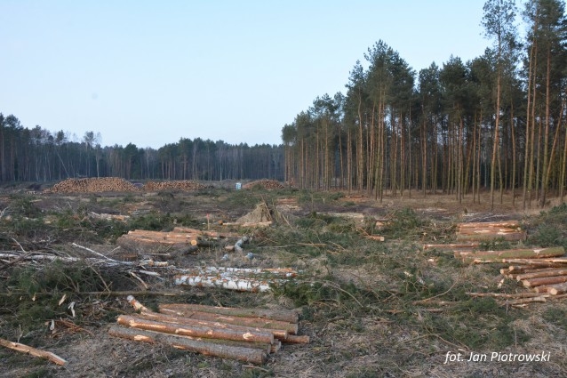RDLP: wycinka na Mierzei Wiślanej jest zakończona - GospodarkaMorska.pl