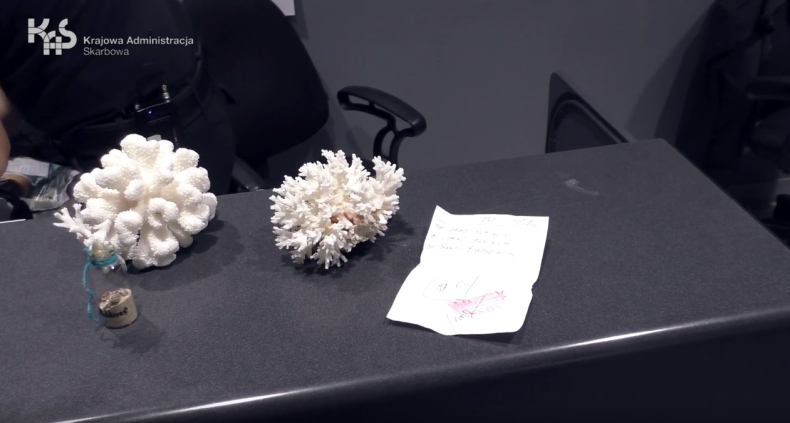 Ponad 10 kg rafy koralowej w bagażu podróżnego z Wietnamu (wideo) - GospodarkaMorska.pl