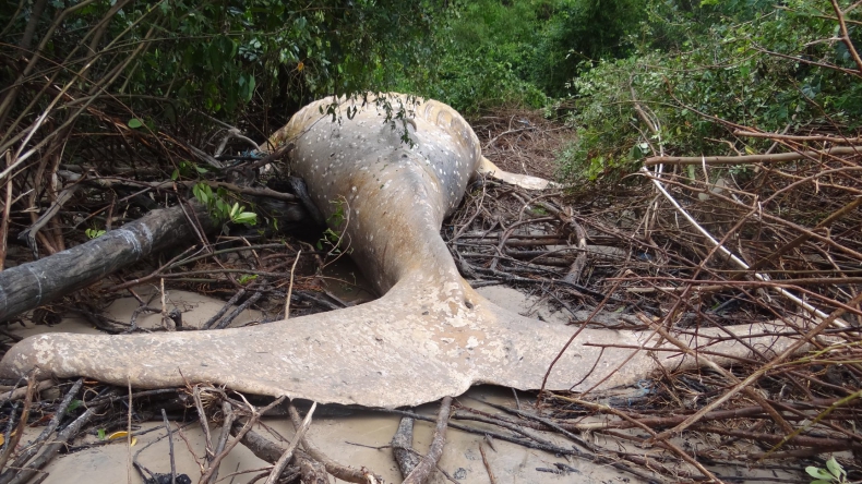 W amazońskiej dżungli znaleziono martwego wieloryba (foto, wideo) - GospodarkaMorska.pl