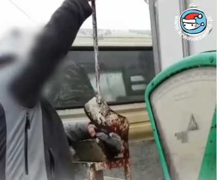 Trzy miesiące bezwzględnego więzienia za zabijanie karpi bez wcześniejszego ich ogłuszania (wideo) - GospodarkaMorska.pl