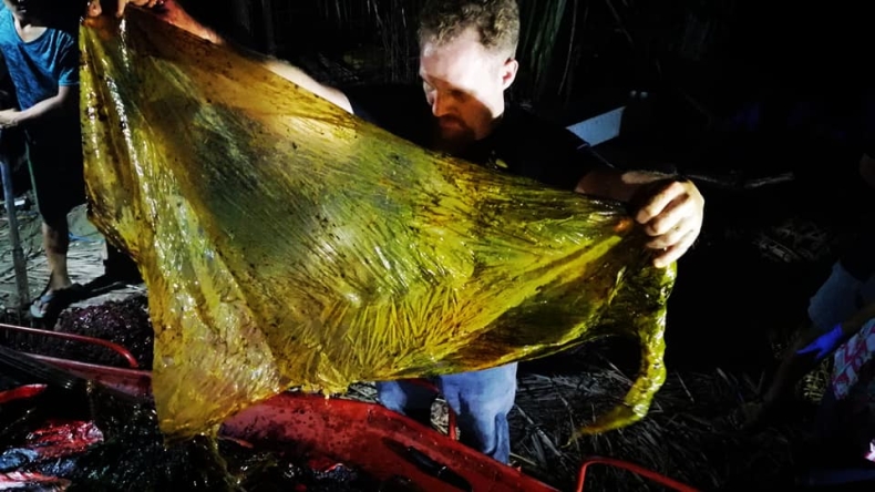 40 kg plastikowych torebek w brzuchu wieloryba (foto) - GospodarkaMorska.pl