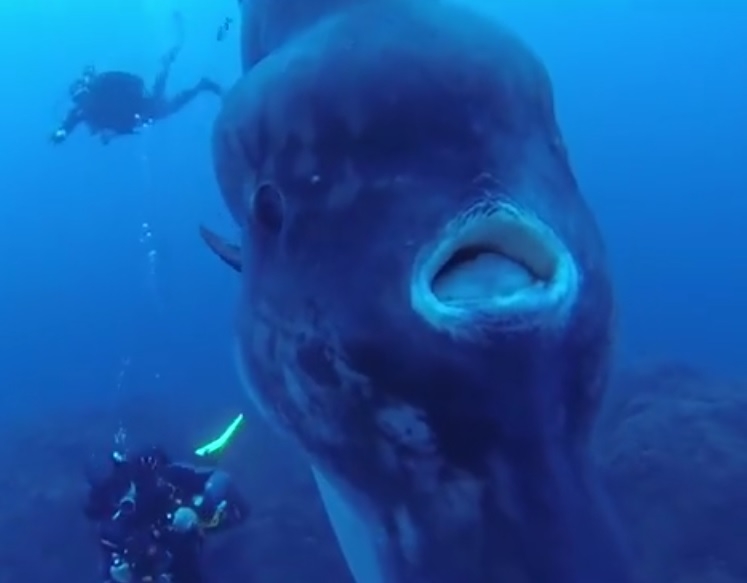 To jedna z najdziwniejszych ryb oceanów (wideo) - GospodarkaMorska.pl
