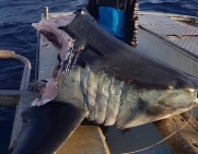 Wyłowili 100-kg głowę rekina. Resztę zjadło coś olbrzymiego (wideo)