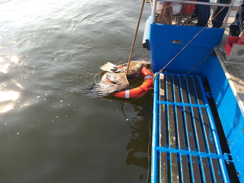 Załoga Kastora uratowała bielika (foto) - GospodarkaMorska.pl