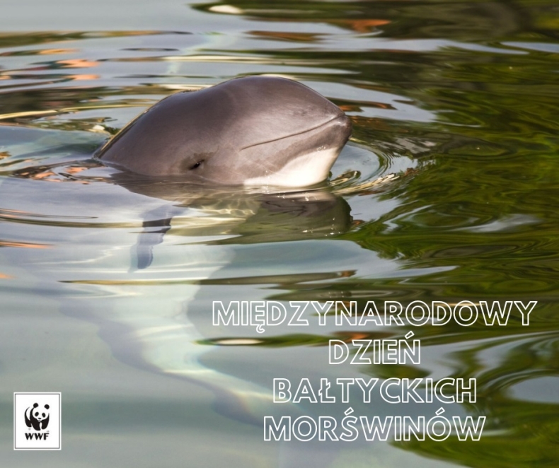 19 maja – Międzynarodowy Dzień Bałtyckiego Morświna - GospodarkaMorska.pl