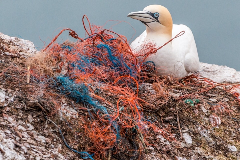 W jaki sposób niepozorny mikroplastik zagraża środowisku morskiemu? Zaproszenie do 115. Kawiarni Naukowej w Sopocie - GospodarkaMorska.pl
