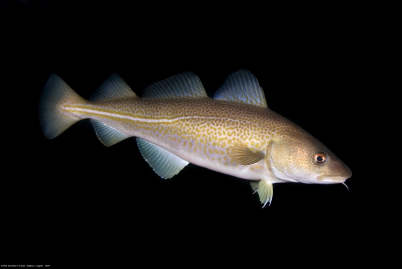 Organizacje pozarządowe apelują o natychmiastowe zamknięcie połowów dorsza na Bałtyku - GospodarkaMorska.pl