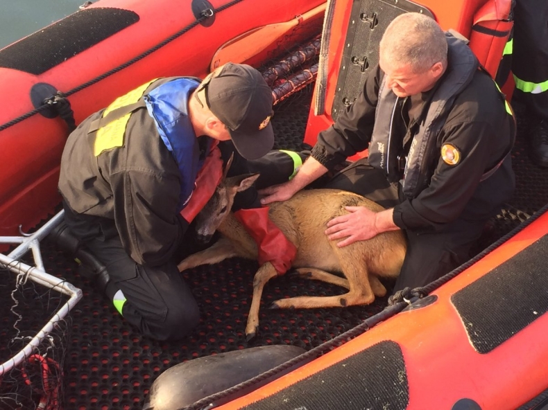 Koziołek w basenie portowym - GospodarkaMorska.pl