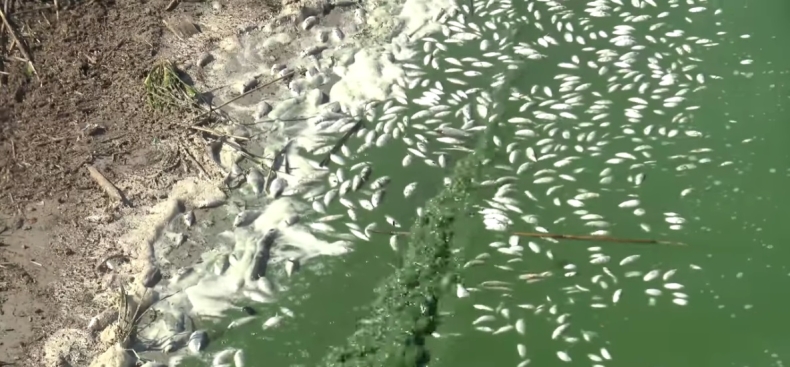 Zachodniopomorskie: Śnięte ryby w jez. Jamno, sprawę wyjaśnia WIOŚ (wideo) - GospodarkaMorska.pl