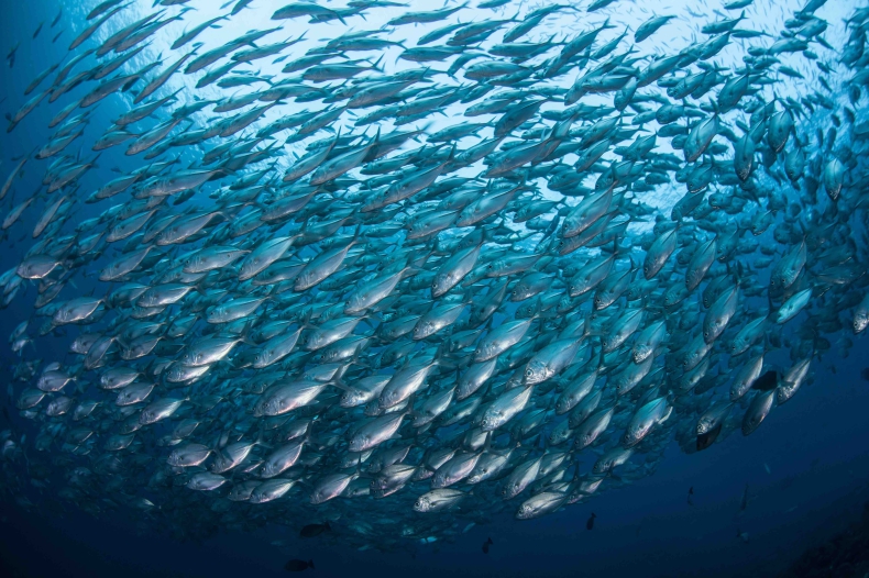 WWF: Europejczycy skazani na import ryb - GospodarkaMorska.pl