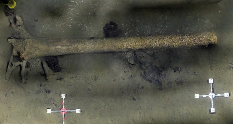 Zbadali zatopiony w Bałtyku las sprzed 10 tys. lat - GospodarkaMorska.pl