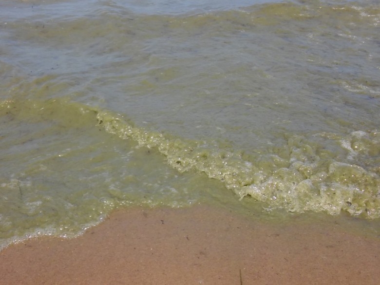 Sinice w Bałtyku. W Gdańsku zamknięto dwa kąpieliska - GospodarkaMorska.pl