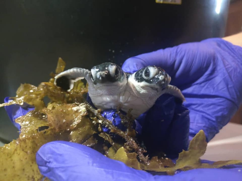 Dwugłowy żółw morski przyszedł na świat w Malezji - GospodarkaMorska.pl