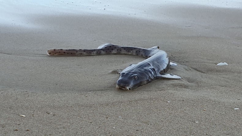 Na plaży w Australii znaleziono rybę o kocich oczach - GospodarkaMorska.pl