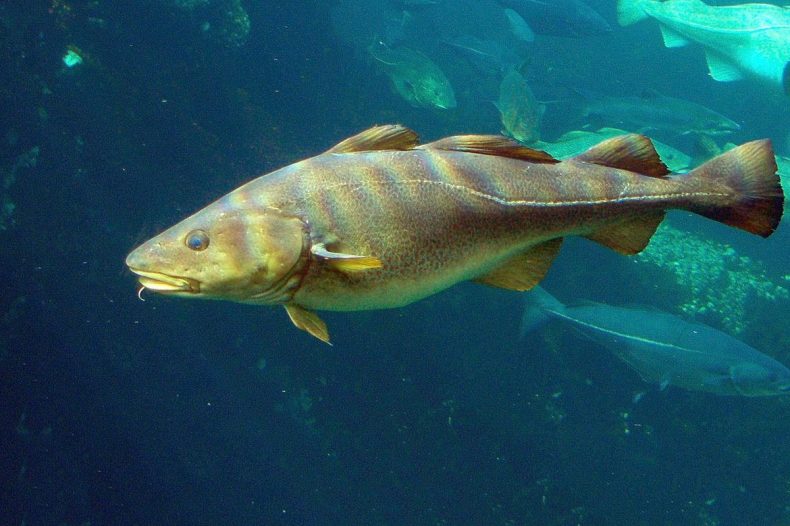 KE wprowadza zakaz połowów dorsza we wschodniej części Morza Bałtyckiego - GospodarkaMorska.pl