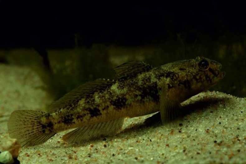 Dzień Ryby w Helu już w najbliższą sobotę - GospodarkaMorska.pl