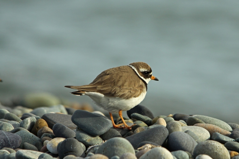 WWF: Na ratunek sieweczkom - GospodarkaMorska.pl