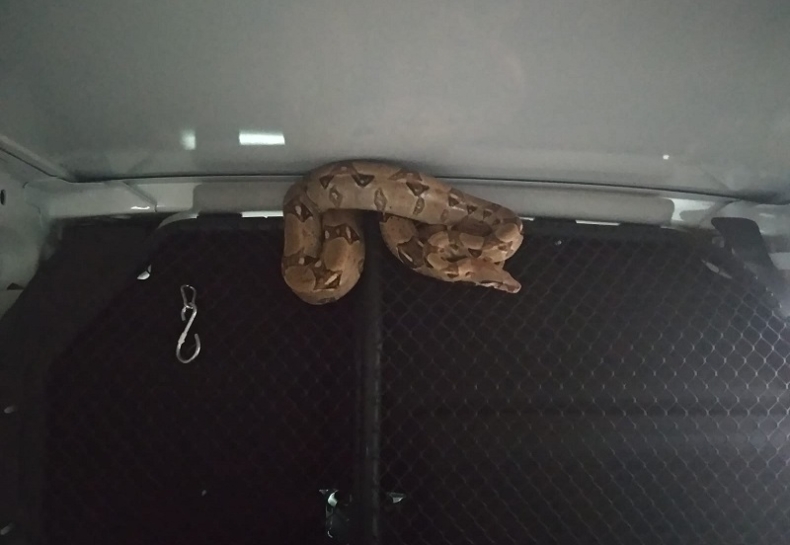 Stogi. Dwa boa na nadmorskim kempingu, interweniowała Straż Miejska i strażacy - GospodarkaMorska.pl