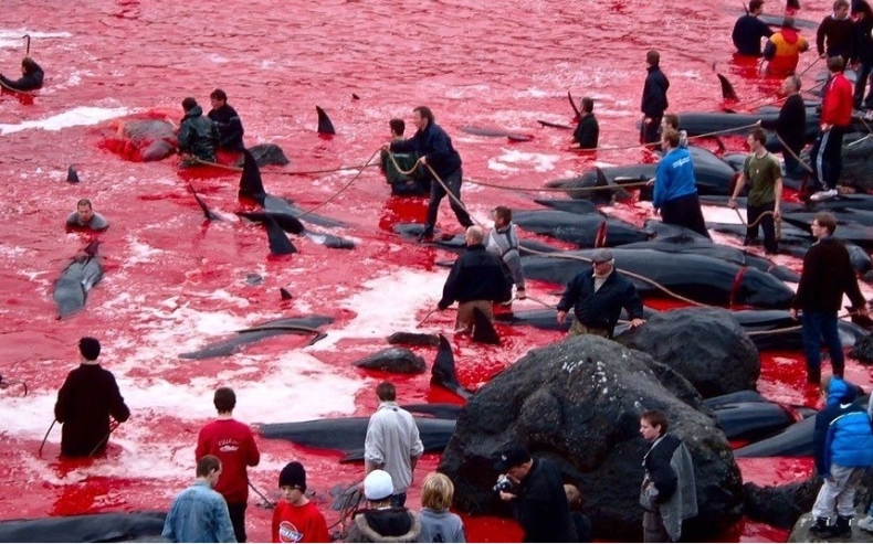 Kolejna rzeź grindwali u wybrzeży Wysp Owczych (foto) - GospodarkaMorska.pl