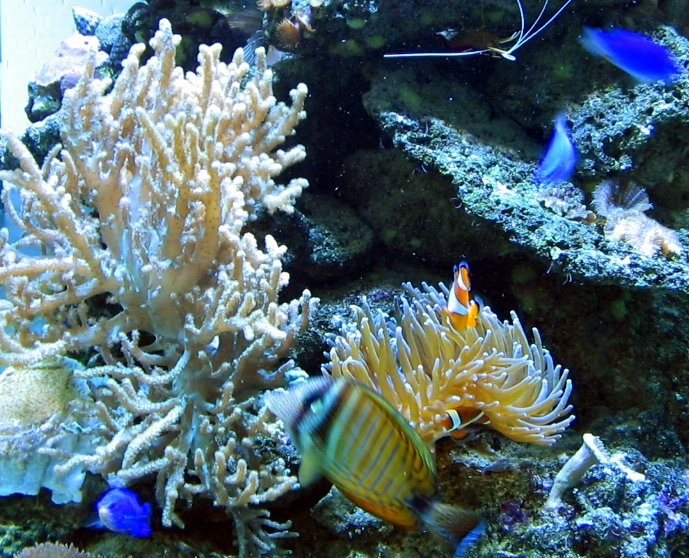 Naukowcy: Nagrzewanie się wody prowadzi do natychmiastowej śmierci koralowców - GospodarkaMorska.pl