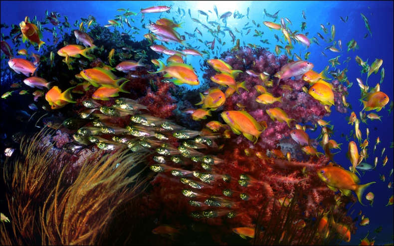 Trwają pracę nad traktatem o ochronie bioróżnorodności morskiej - GospodarkaMorska.pl