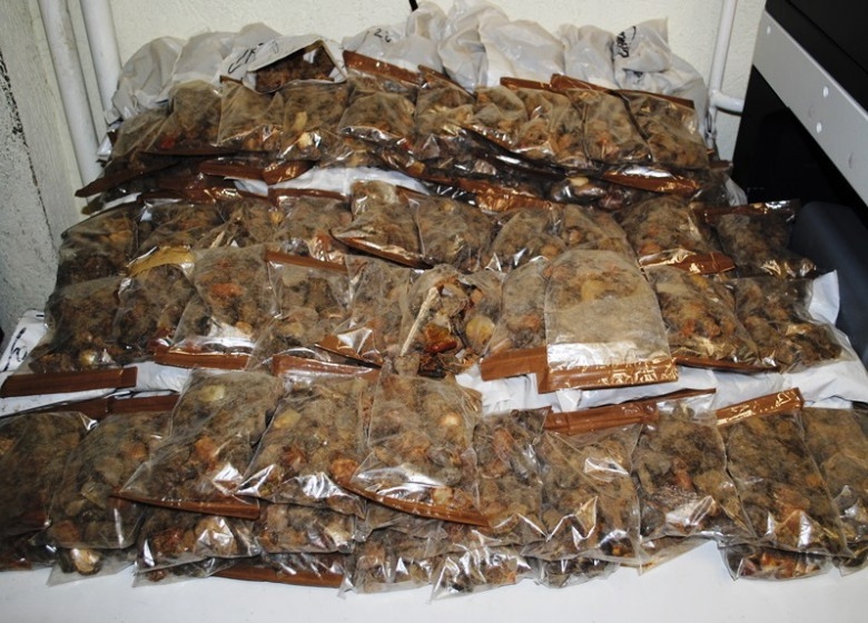 Aresztowano sześciu podejrzanych o przemyt znacznych ilości bursztynu - GospodarkaMorska.pl