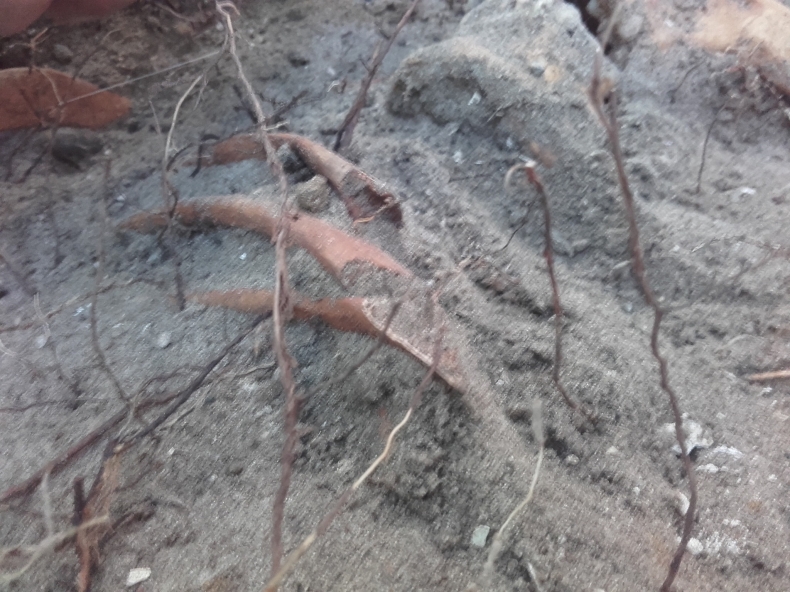 Na Westerplatte odkryto szczątki polskiego żołnierza - GospodarkaMorska.pl