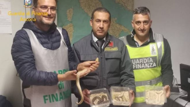 Przemyt 138 węży we włoskim porcie w Ankonie - GospodarkaMorska.pl