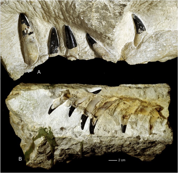 Fragmenty kości potężnych, morskich drapieżników sprzed 150 mln lat odkryto pod Iłżą - GospodarkaMorska.pl