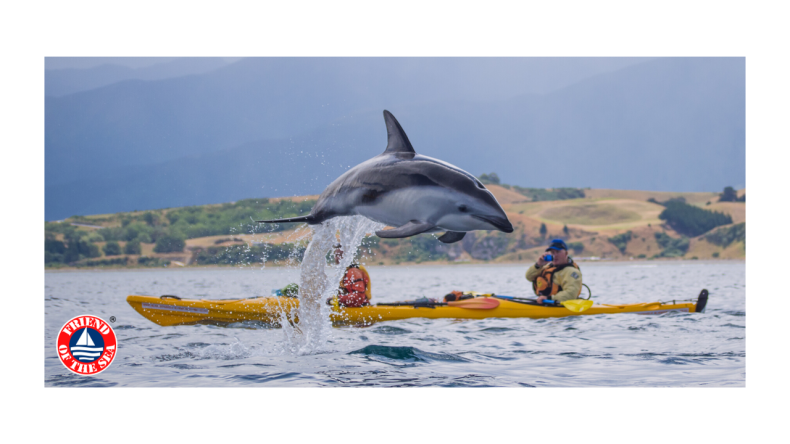 Operator kajaków z Nowej Zelandii otrzymał certyfikat na ekologiczną obserwację delfinów i wielorybów - GospodarkaMorska.pl