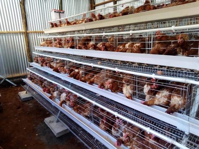 Chiny zniosły restrykcje dot. importu drobiu z USA - GospodarkaMorska.pl