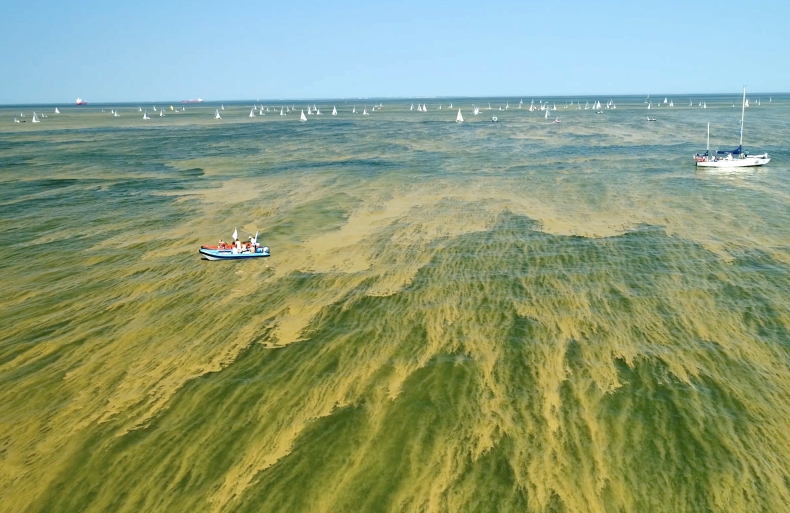 Mięsożerne bakterie rosnącym zagrożeniem w coraz cieplejszych wodach Bałtyku - GospodarkaMorska.pl