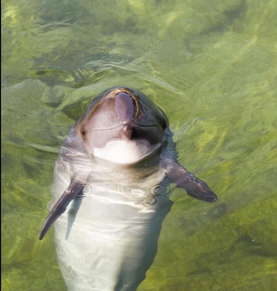 Bundesmarine zabiło 18 morświnów podczas detonacji min na Bałtyku - GospodarkaMorska.pl
