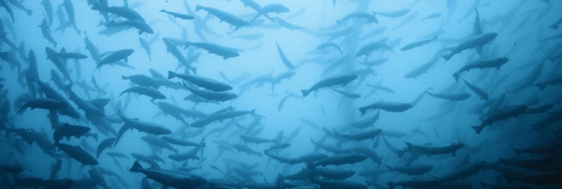 Nadciąga „niebieska rewolucja”? Mowi chce zwiększyć światowe spożycie ryb (wideo) - GospodarkaMorska.pl