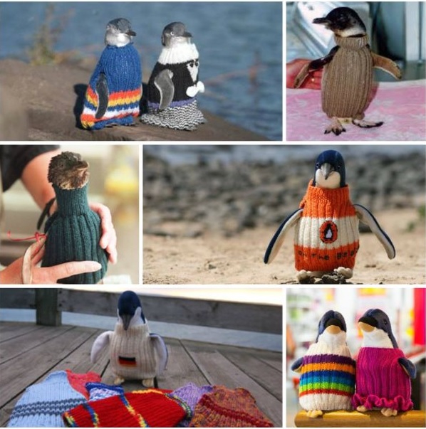 Najstarszy mężczyzna w Australii spędził ostatnie lata życia szyjąc sweterki dla pingwinów - GospodarkaMorska.pl