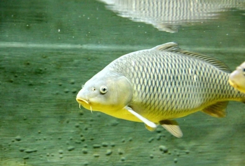 Coraz więcej Polaków popiera zakaz sprzedaży żywych karpi - GospodarkaMorska.pl