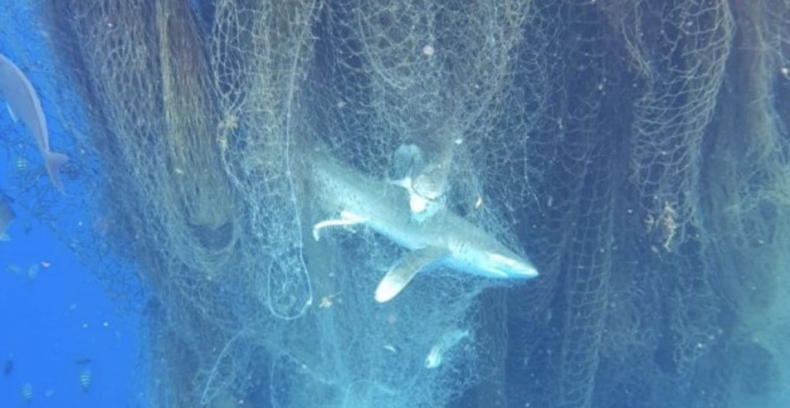 Ogromna sieć rybacka z setkami martwych rekinów odnaleziona przez nurków (foto) - GospodarkaMorska.pl