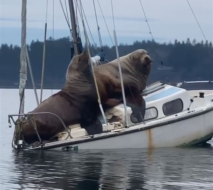Dwa gigantyczne lwy morskie wylegują się na małej łodzi (foto, wideo) - GospodarkaMorska.pl